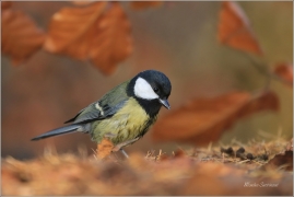 <p>SÝKORA KOŇADRA (Parus major) ------- /Great tit - Kohlmeise/</p>